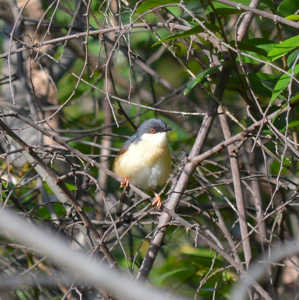 Ashy Prinia - ML620775479