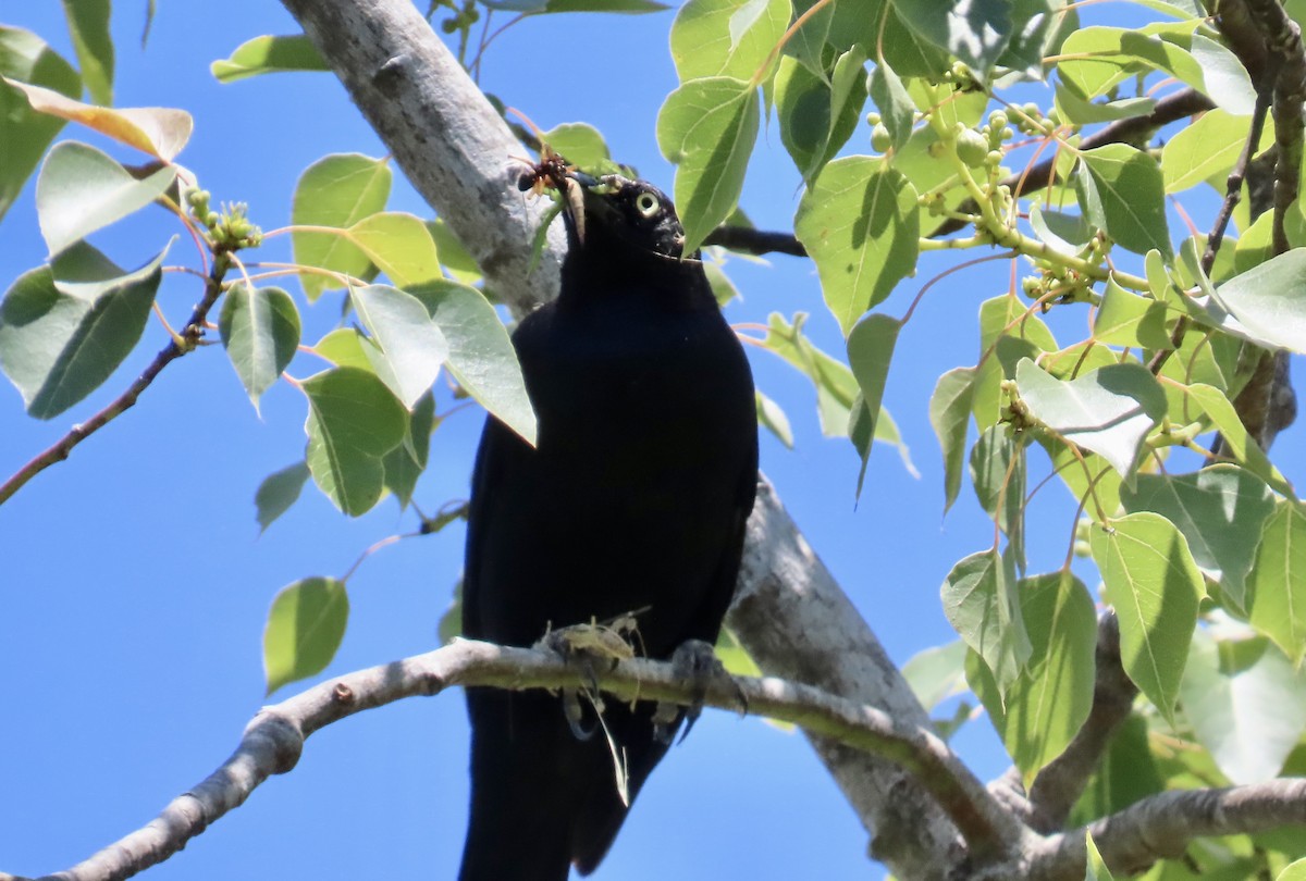 Brewer's Blackbird - Petra Clayton