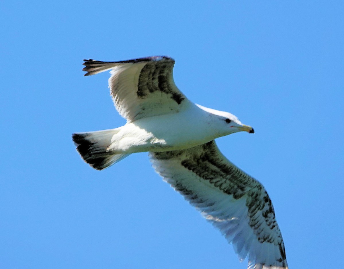 Ring-billed Gull - ML620775486