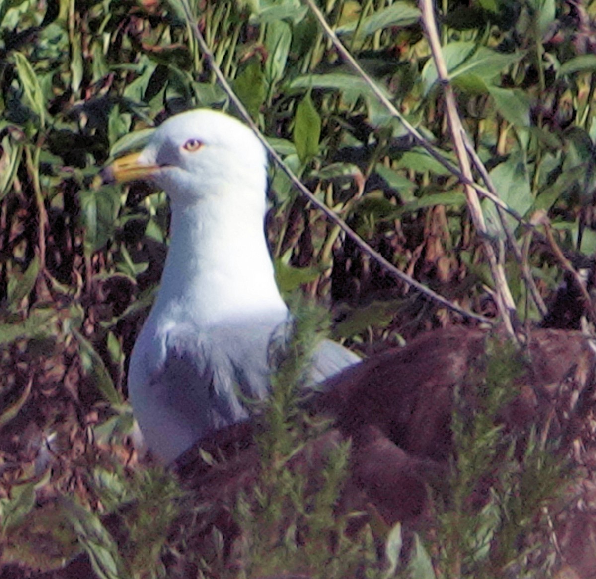 Ring-billed Gull - ML620775487