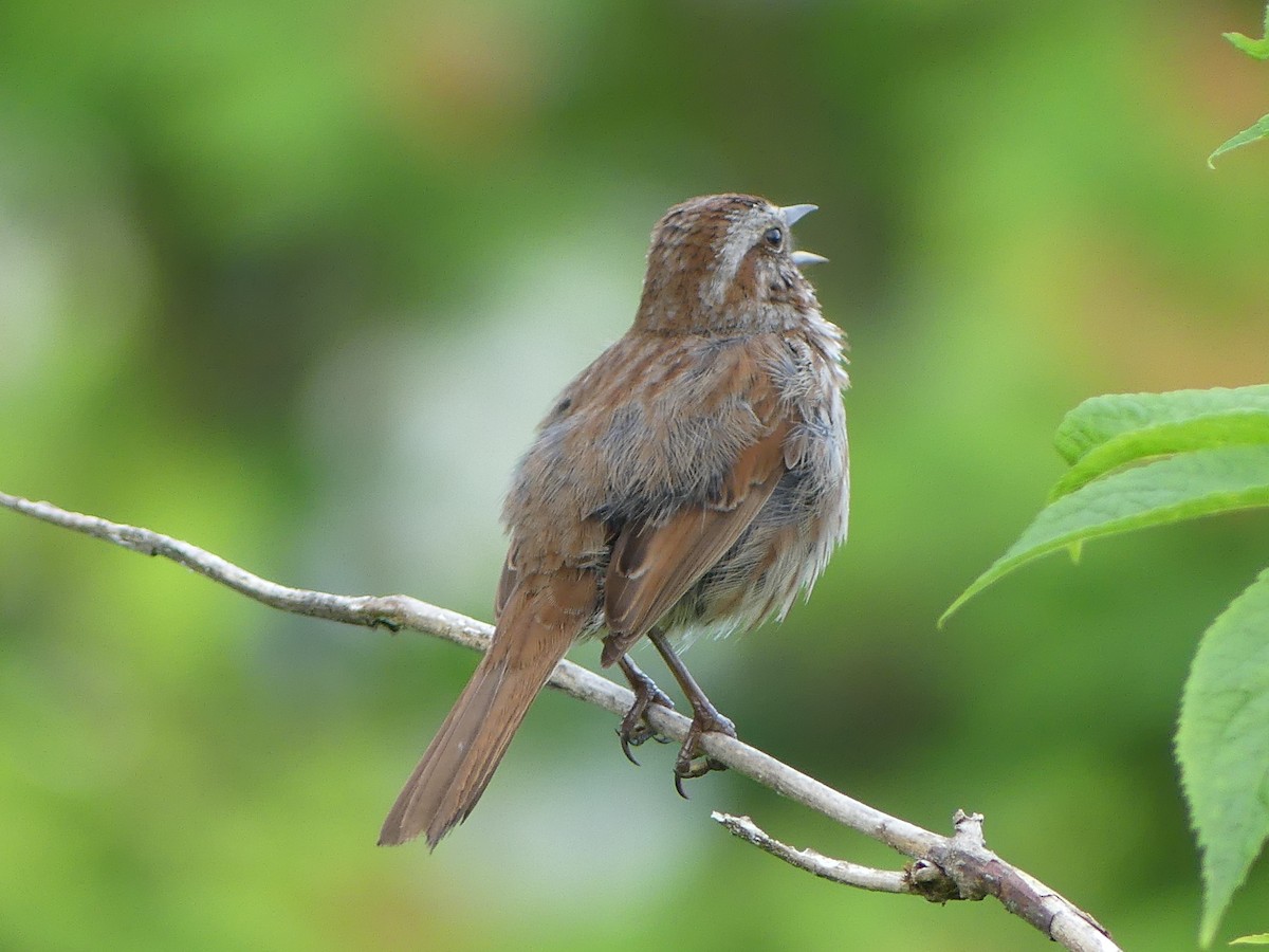 Song Sparrow - ML620775491