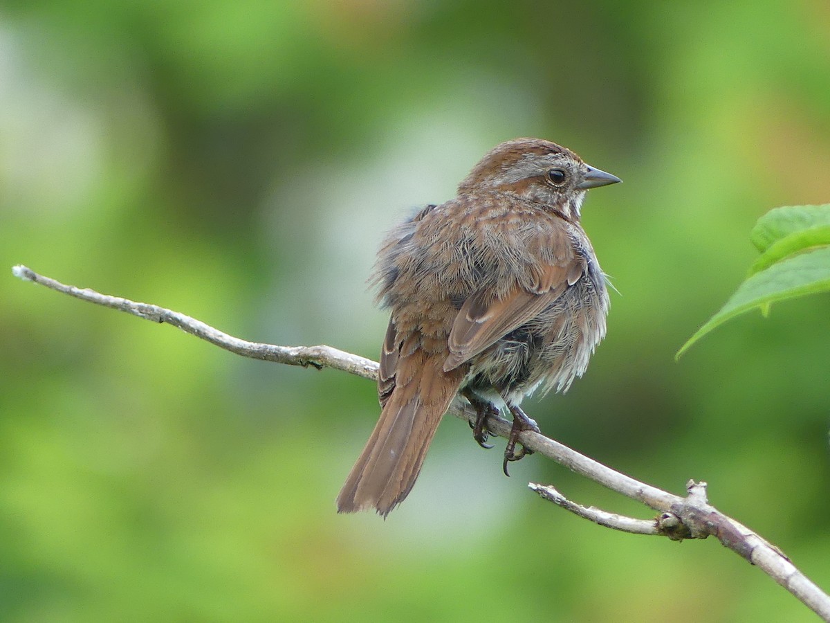 Song Sparrow - ML620775492