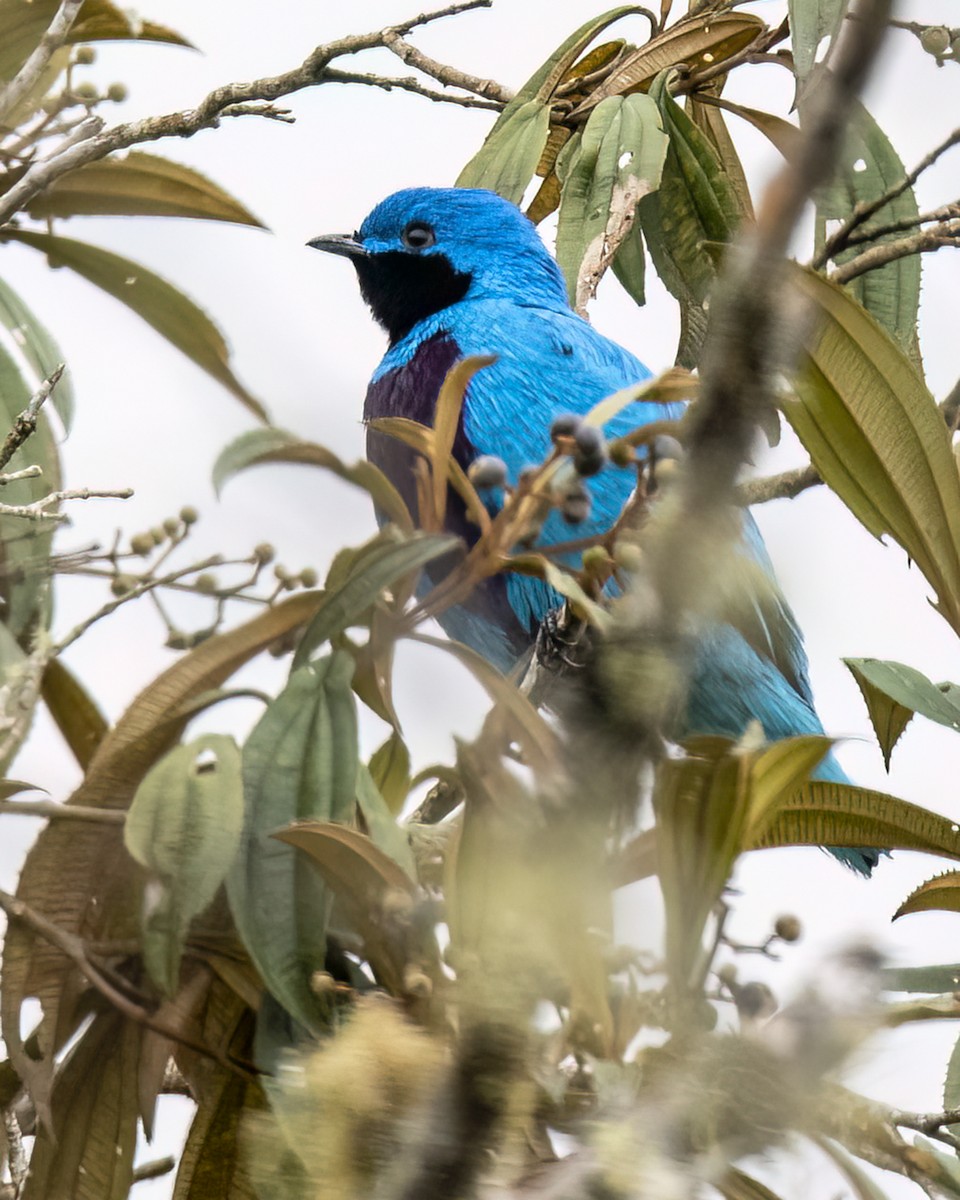 Lovely Cotinga - Kathy Hicks