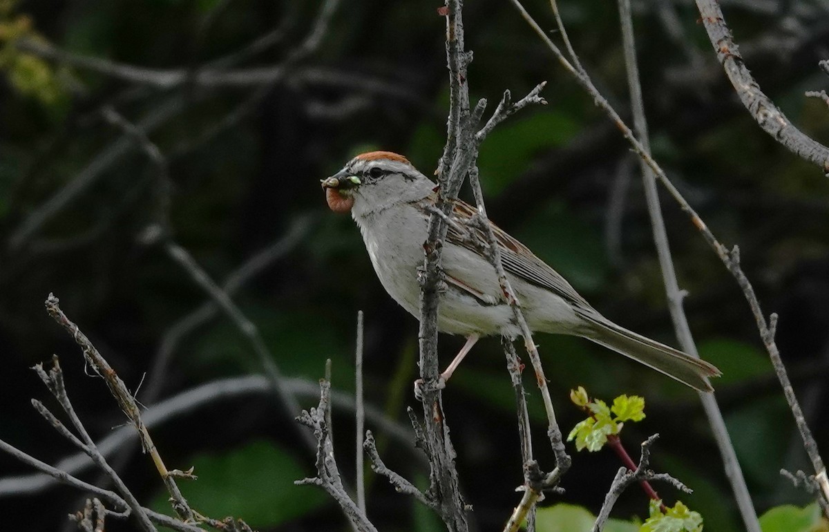 Chipping Sparrow - ML620775495