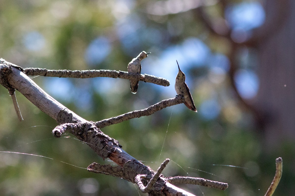 Costa's Hummingbird - ML620775497