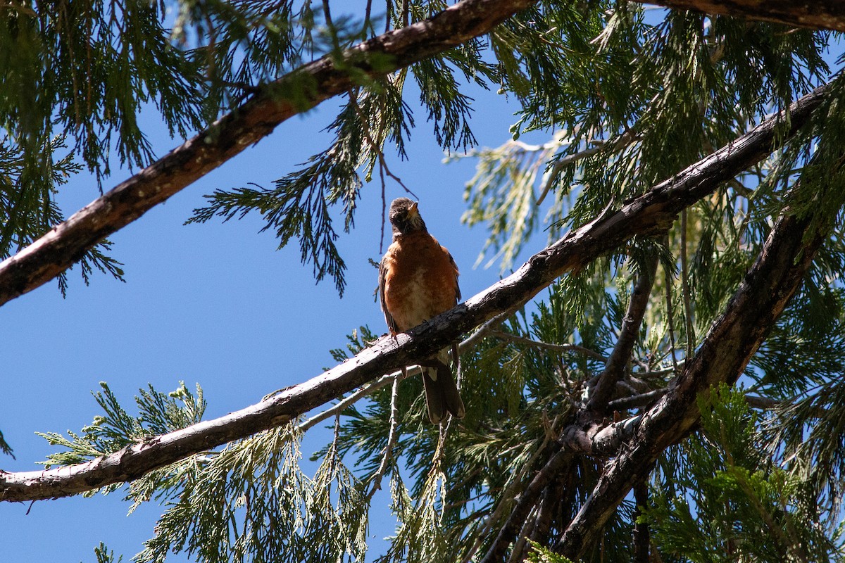 American Robin - ML620775499