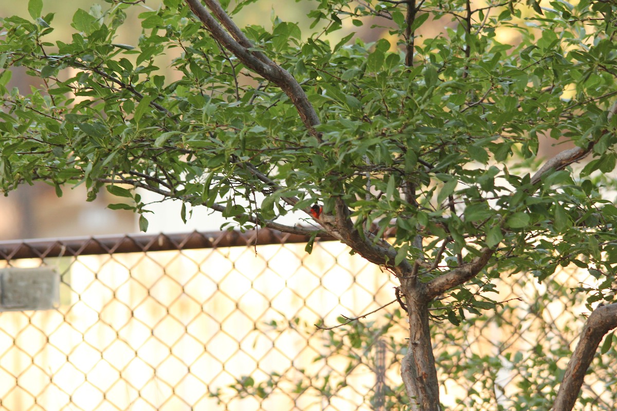 Red-faced Warbler - ML620775500