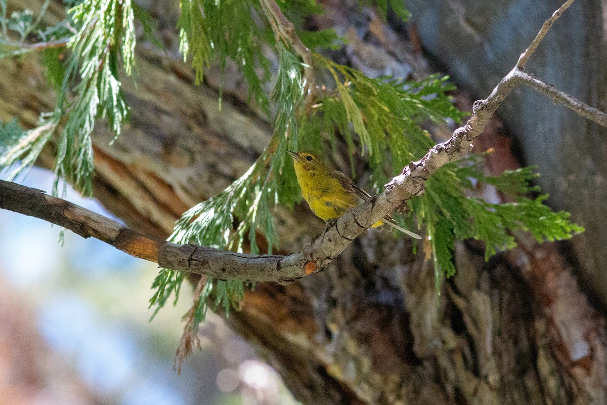 Orange-crowned Warbler - ML620775501