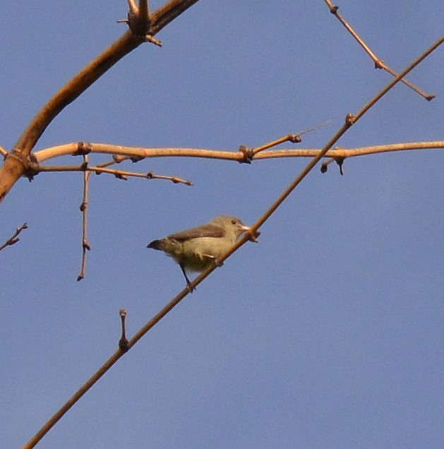 Pale-billed Flowerpecker - ML620775504