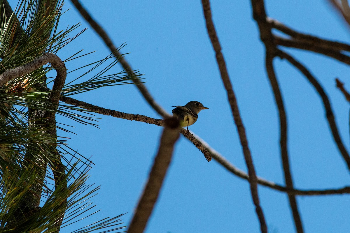 Dusky Flycatcher - ML620775507