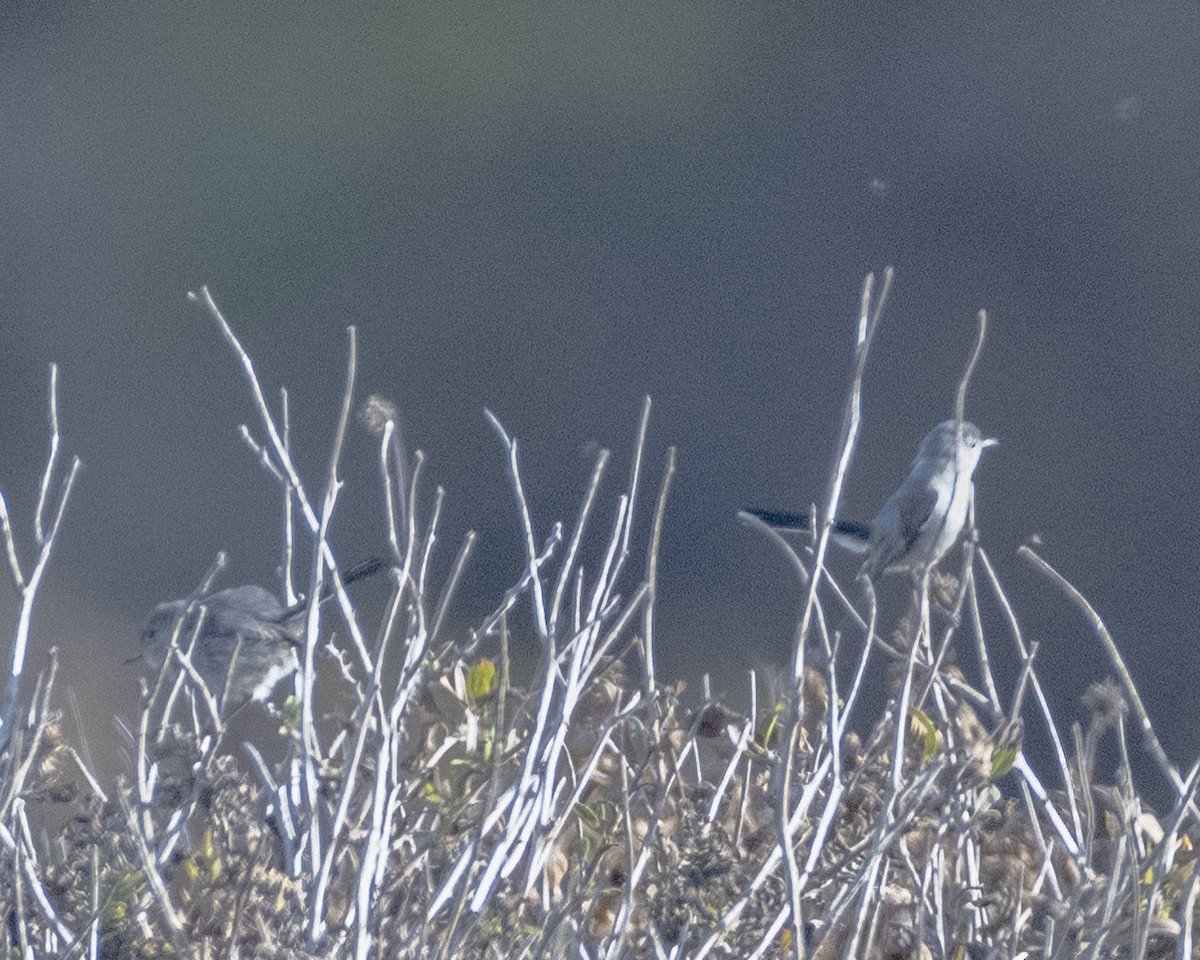 California Gnatcatcher - ML620775509