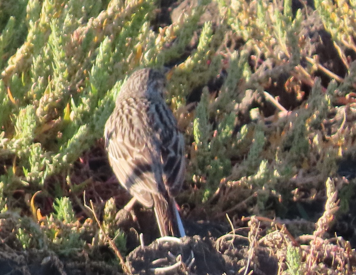 Vesper Sparrow - ML620775512