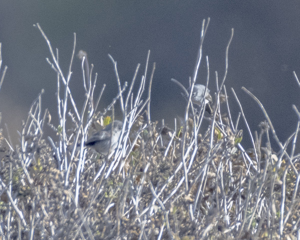 California Gnatcatcher - James Kendall