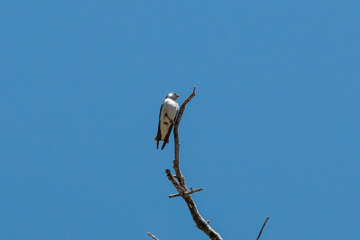 Violet-green Swallow - ML620775517