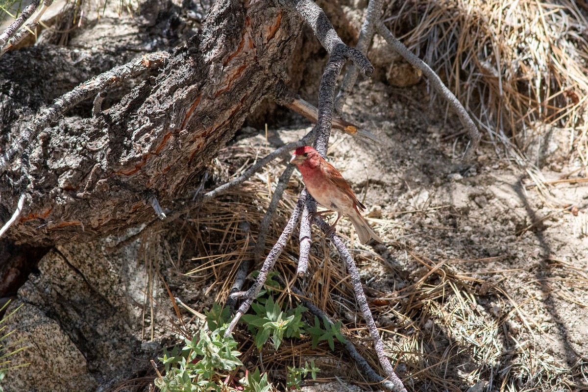 Purple Finch - Ian Carlsen