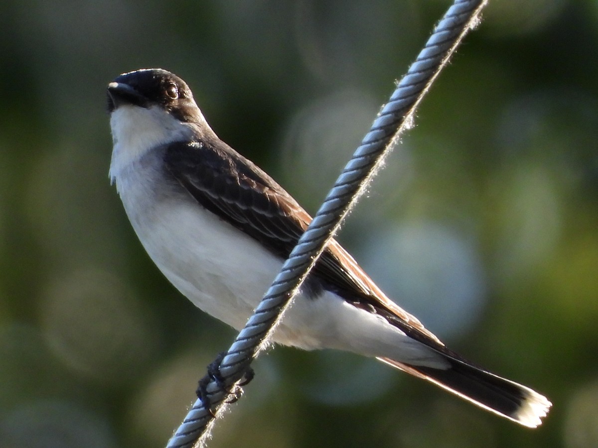 Eastern Kingbird - ML620775524