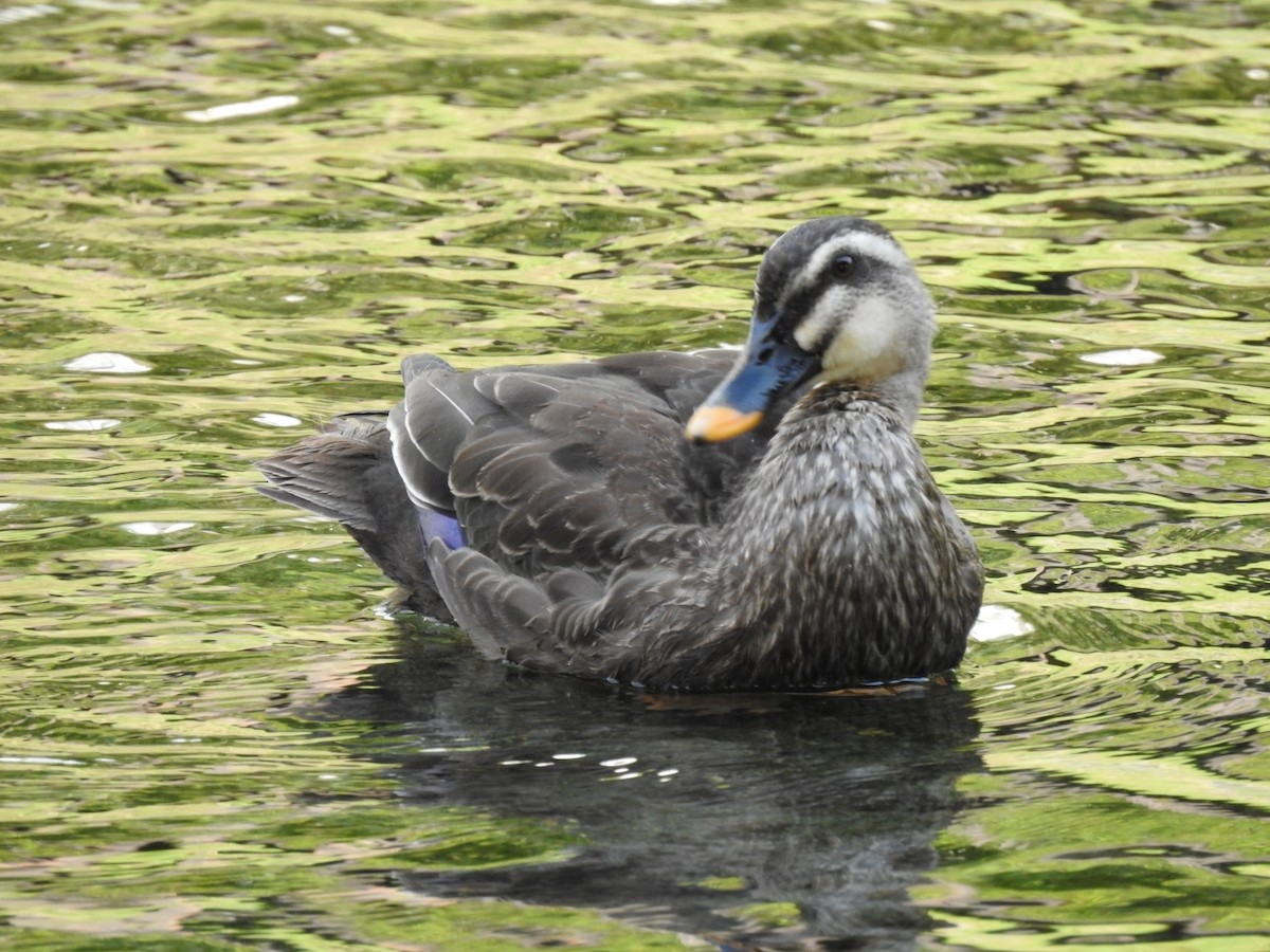 Eastern Spot-billed Duck - ML620775525