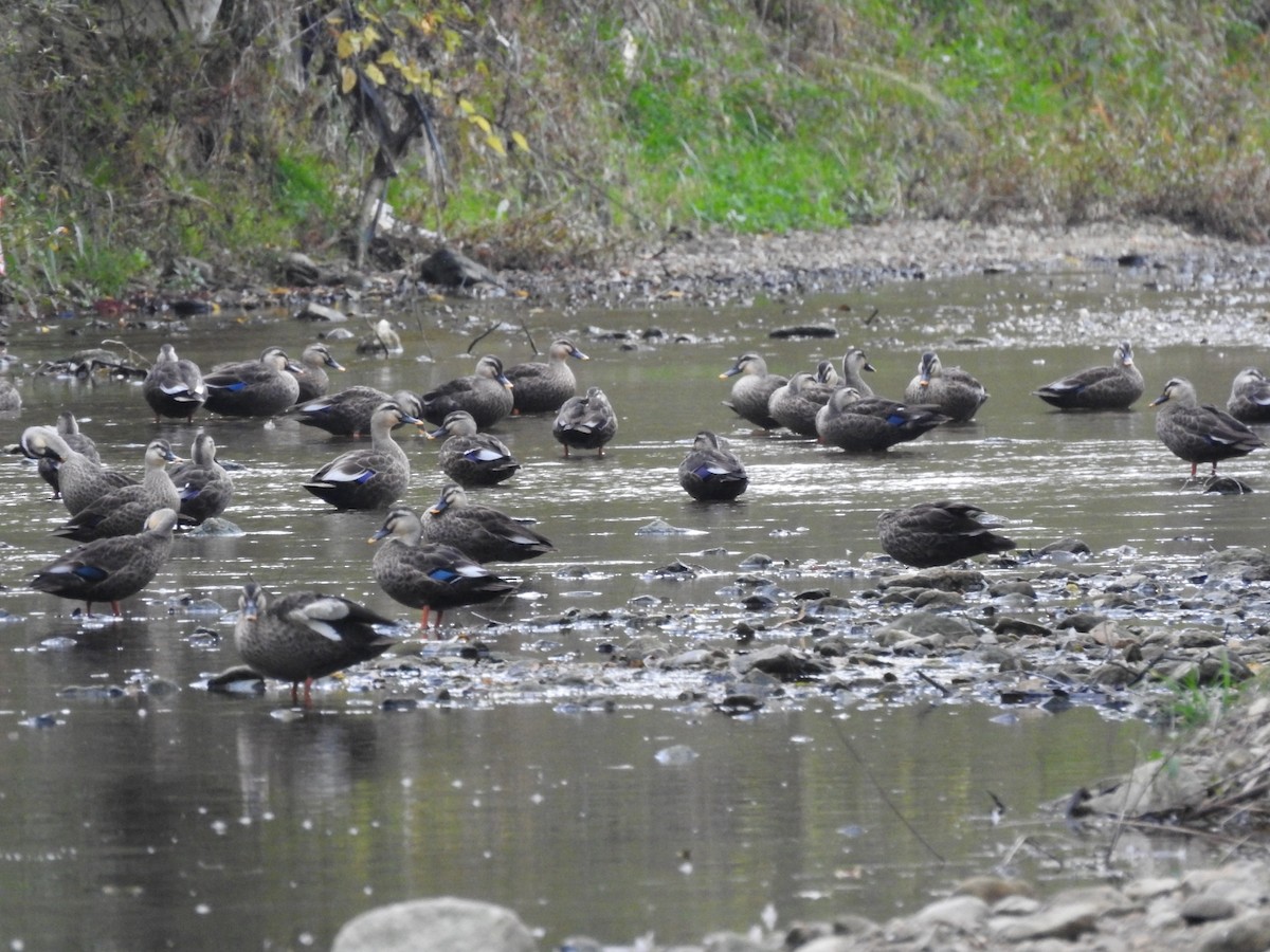 Eastern Spot-billed Duck - ML620775526