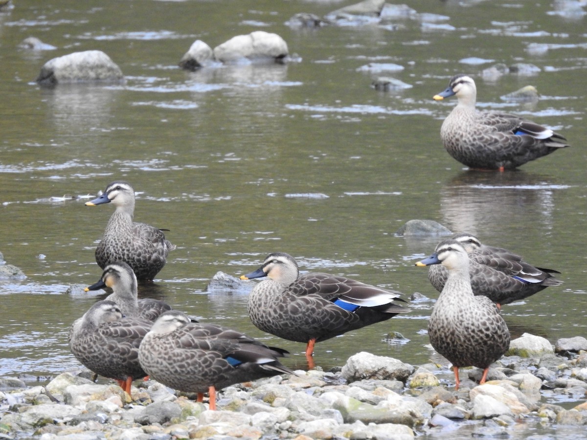 Eastern Spot-billed Duck - ML620775527