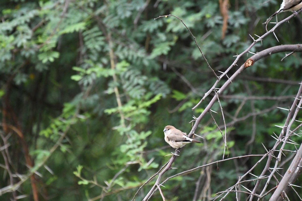 Indian Silverbill - ML620775528