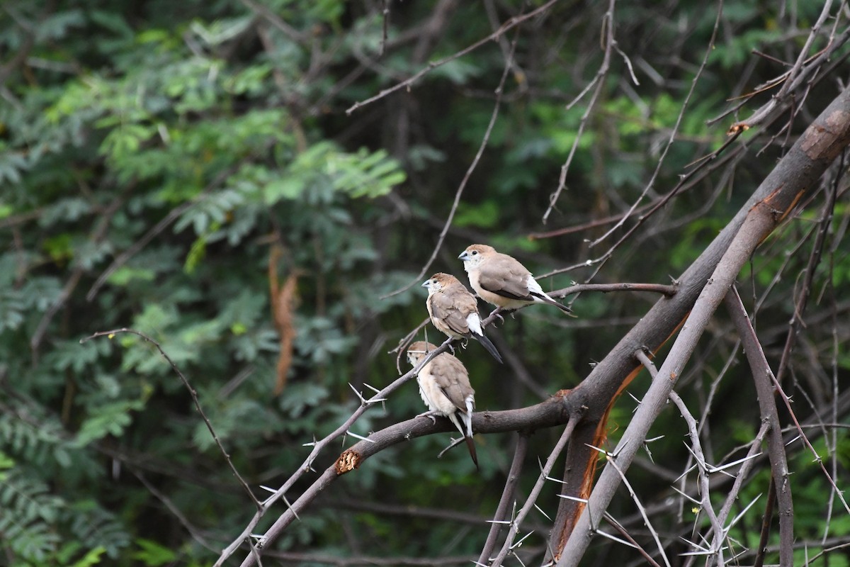 Indian Silverbill - ML620775529