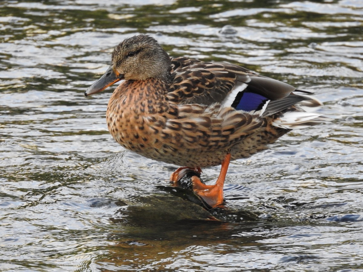 Canard colvert - ML620775531