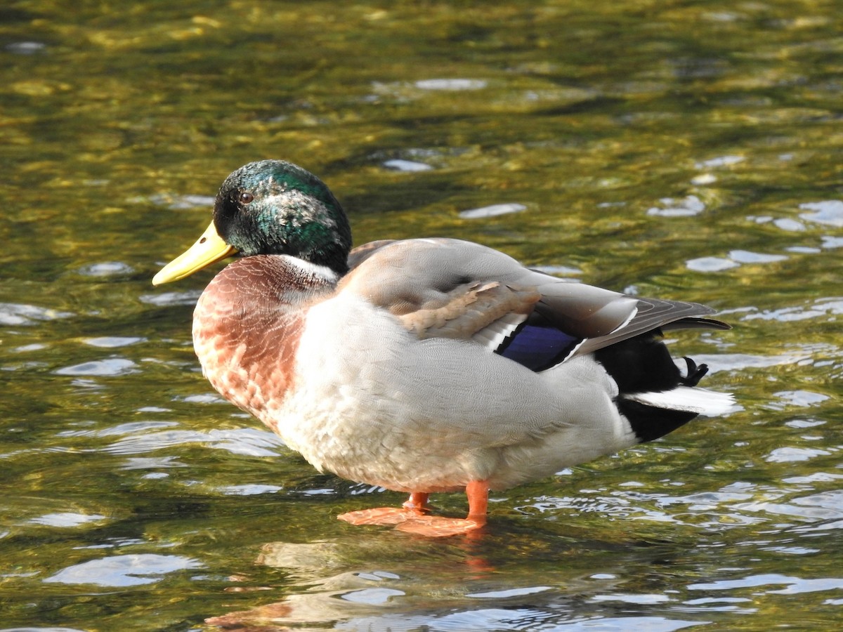 Mallard - ML620775532