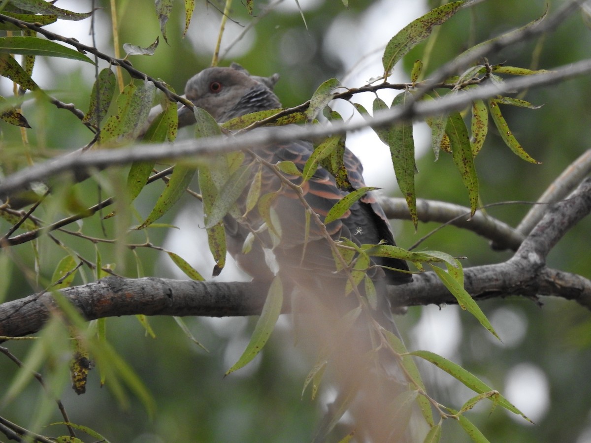 Oriental Turtle-Dove - ML620775536