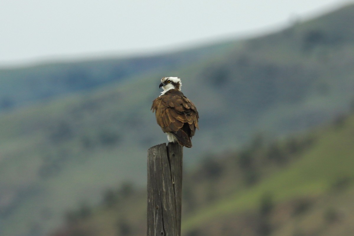 Osprey - ML620775537