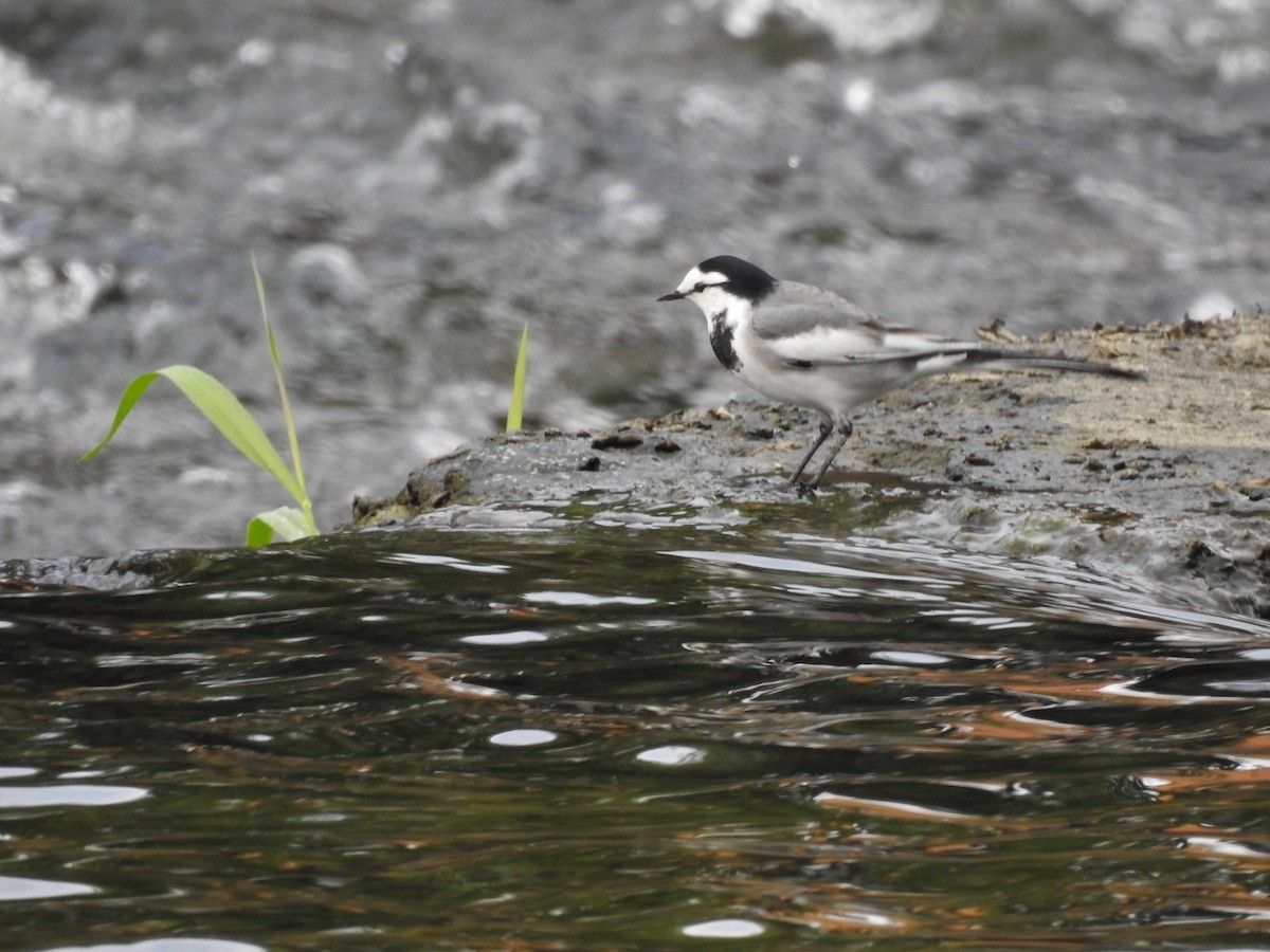 White Wagtail (Chinese) - ML620775538