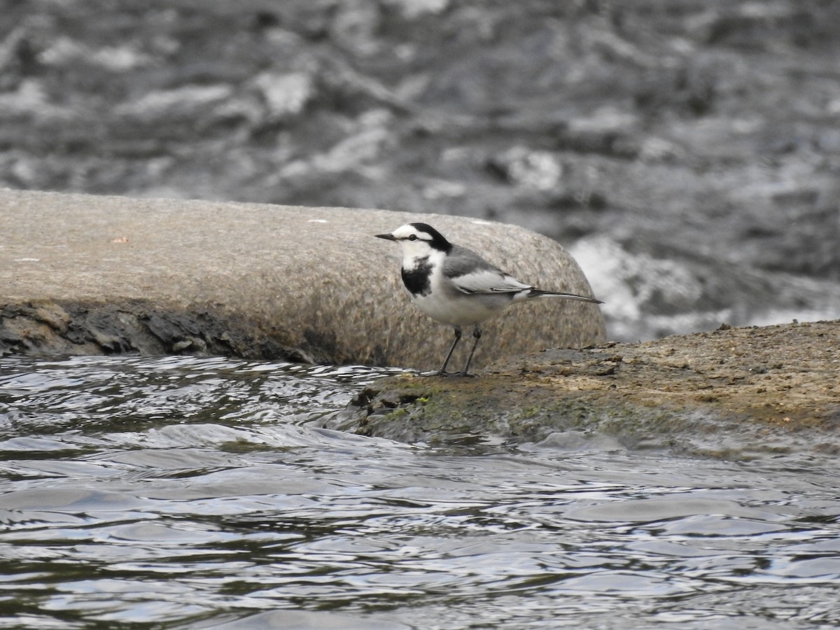 White Wagtail (Chinese) - ML620775539