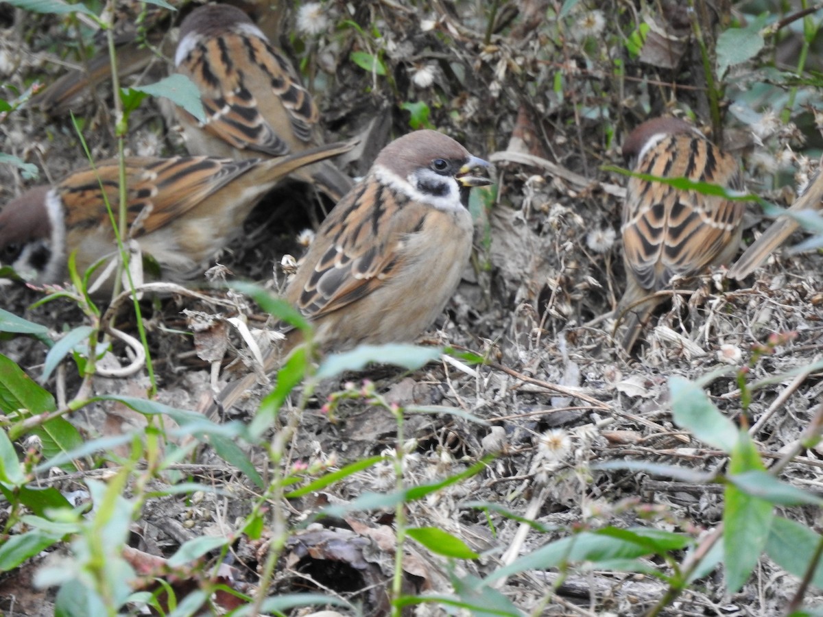 Eurasian Tree Sparrow - ML620775542