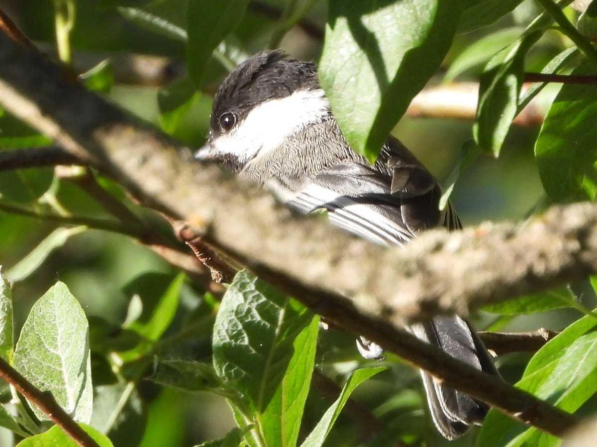 Black-capped Chickadee - ML620775543