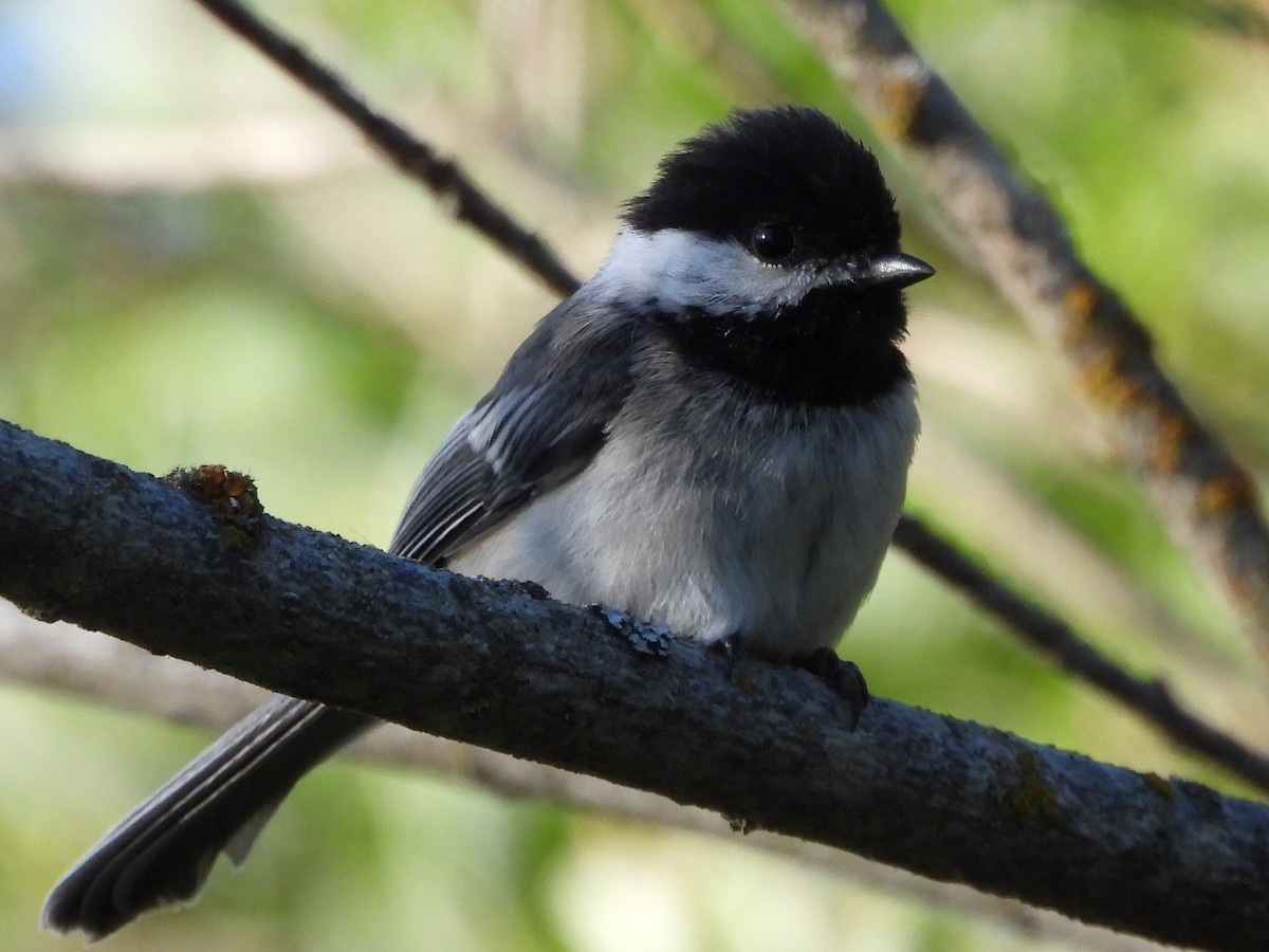 Black-capped Chickadee - ML620775544