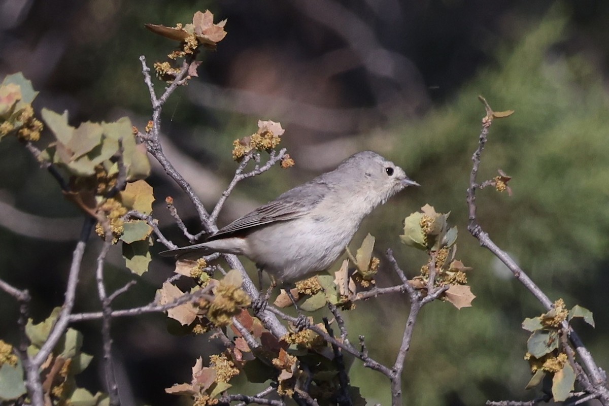 Lucy's Warbler - ML620775547