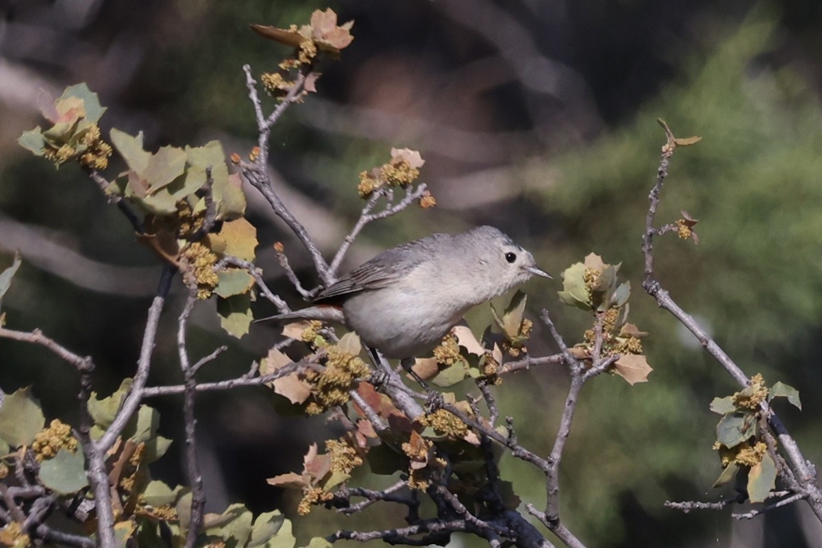 Lucy's Warbler - ML620775548