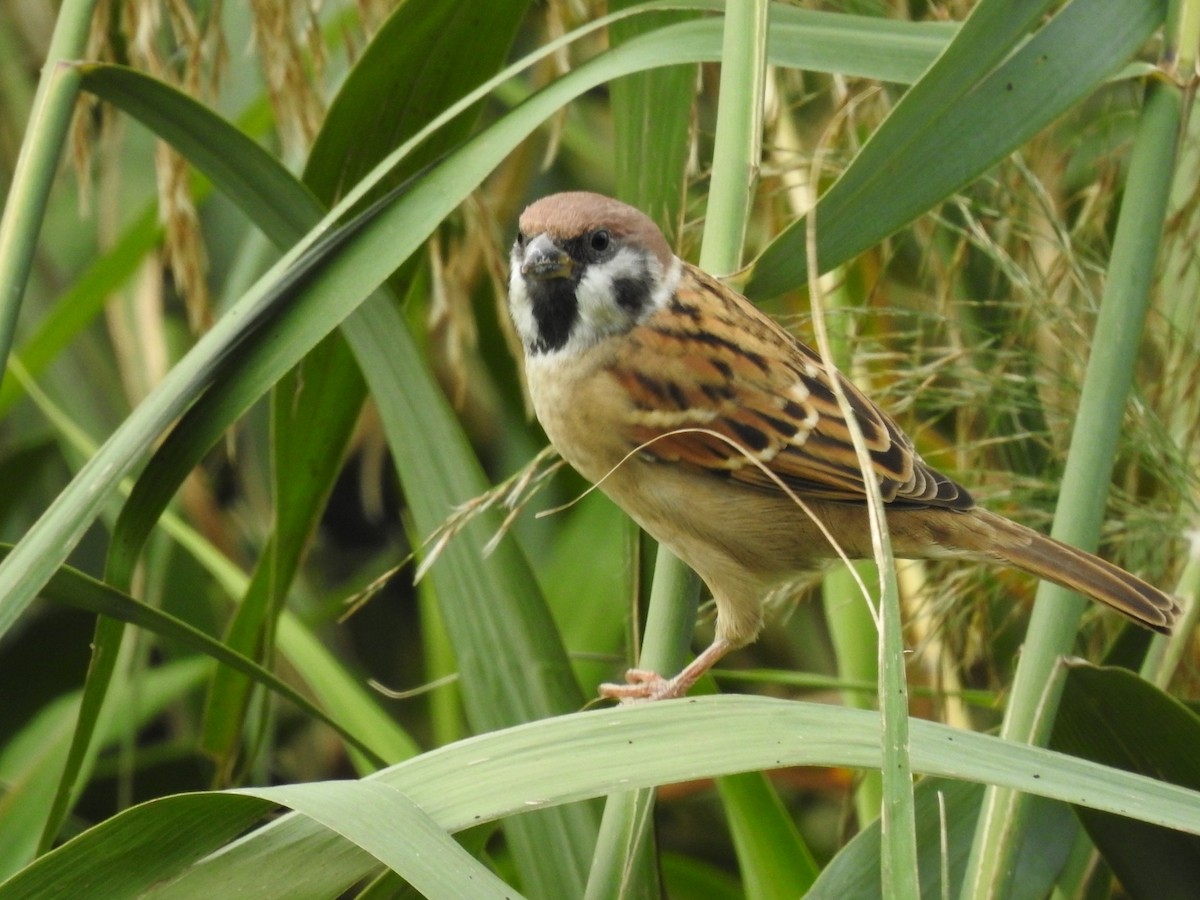 Eurasian Tree Sparrow - ML620775549