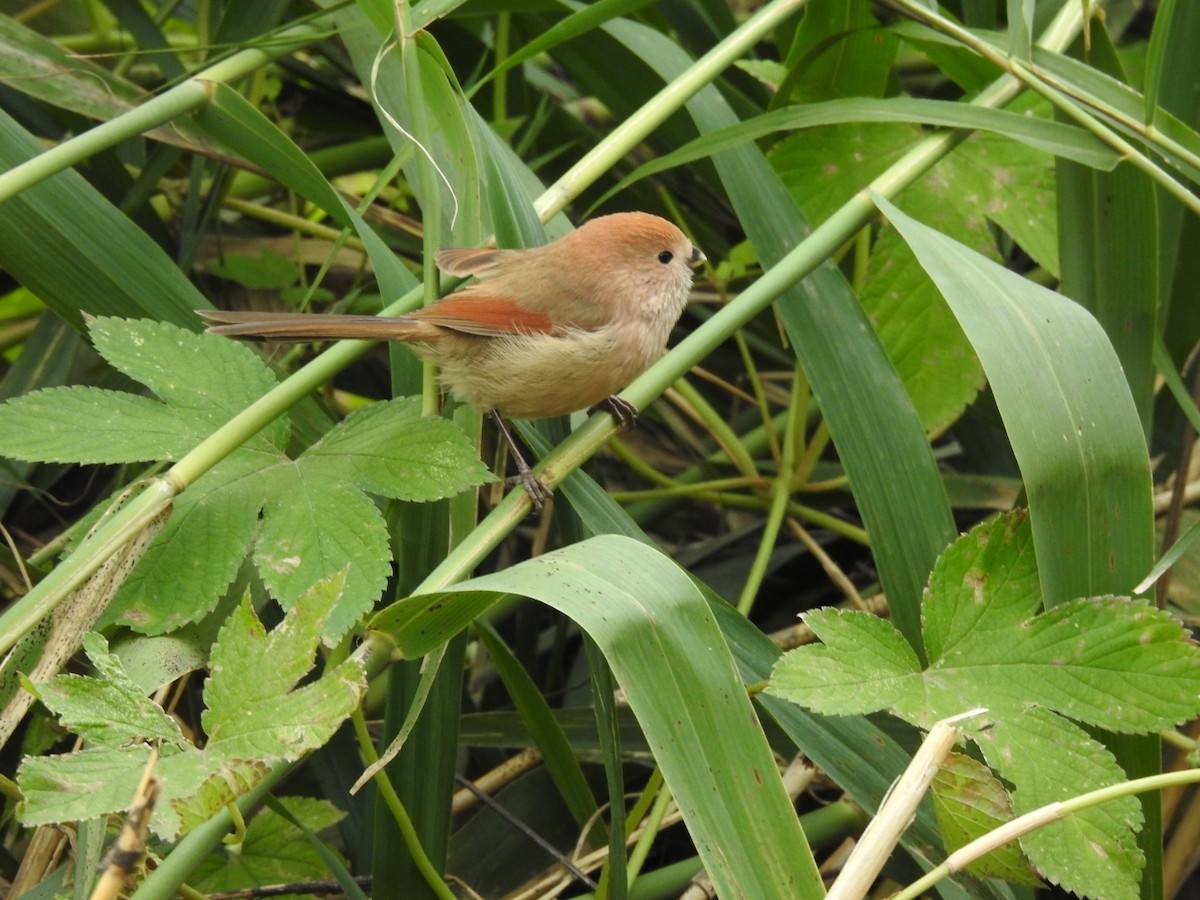 Vinous-throated Parrotbill - ML620775552