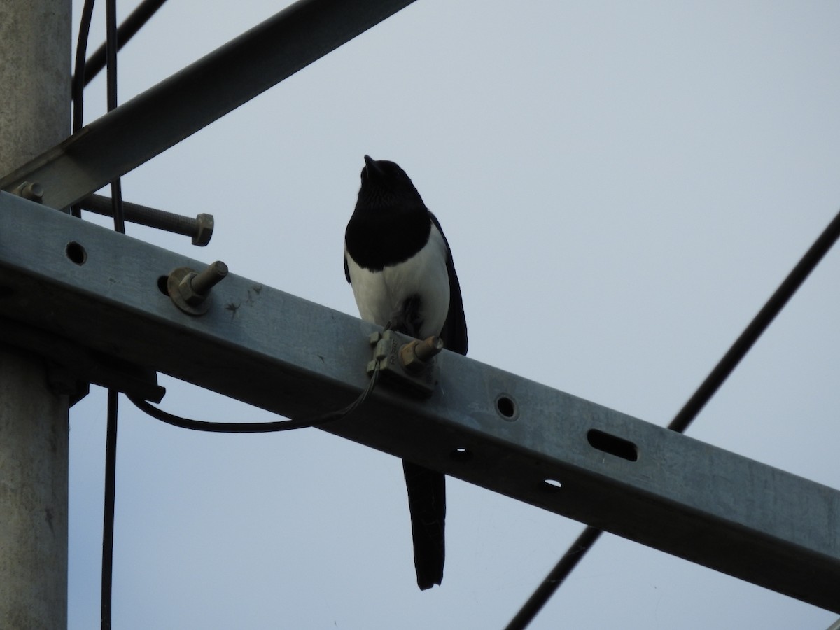 Oriental Magpie - 정빈 손