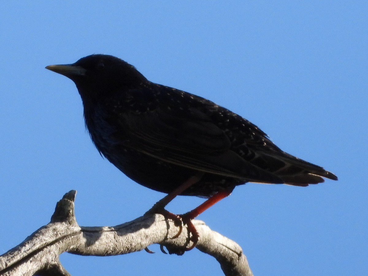 European Starling - ML620775556