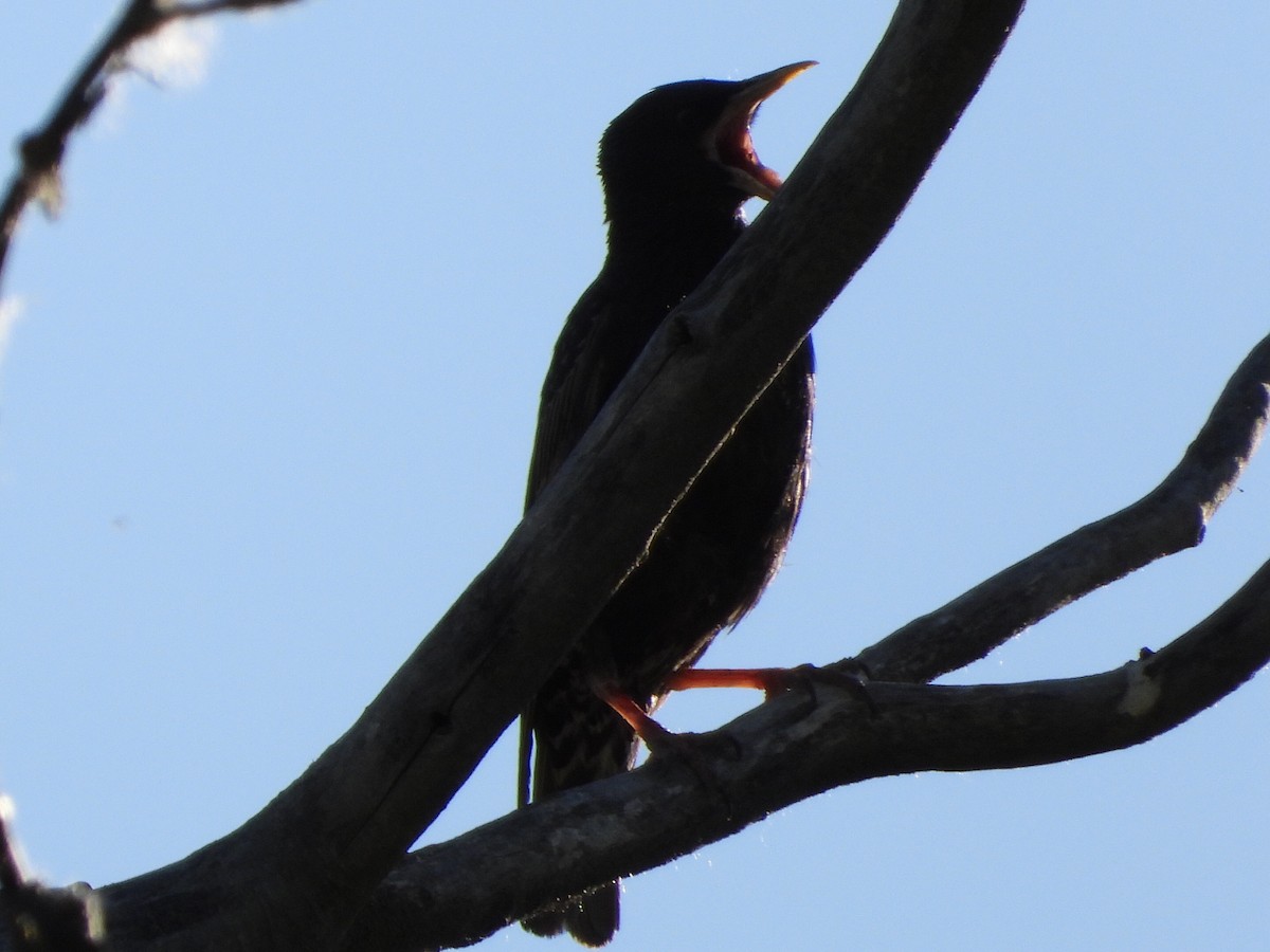 European Starling - ML620775557