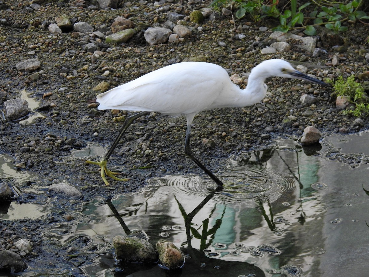 Aigrette garzette - ML620775558