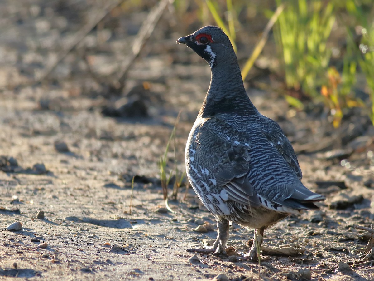 Tannenhuhn - ML620775559