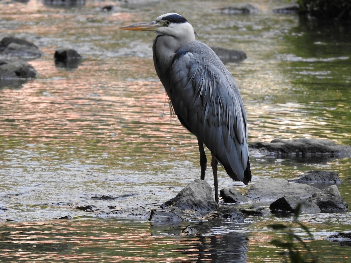 Gray Heron - ML620775560