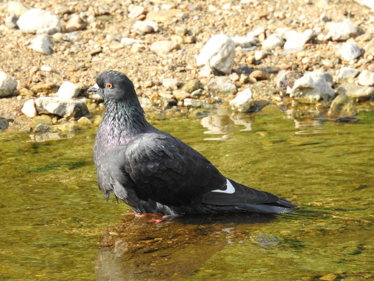 Rock Pigeon (Feral Pigeon) - ML620775561