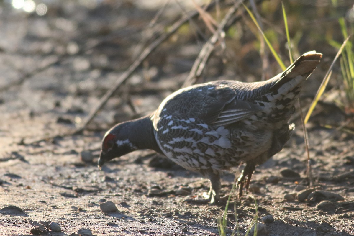 Spruce Grouse - ML620775563