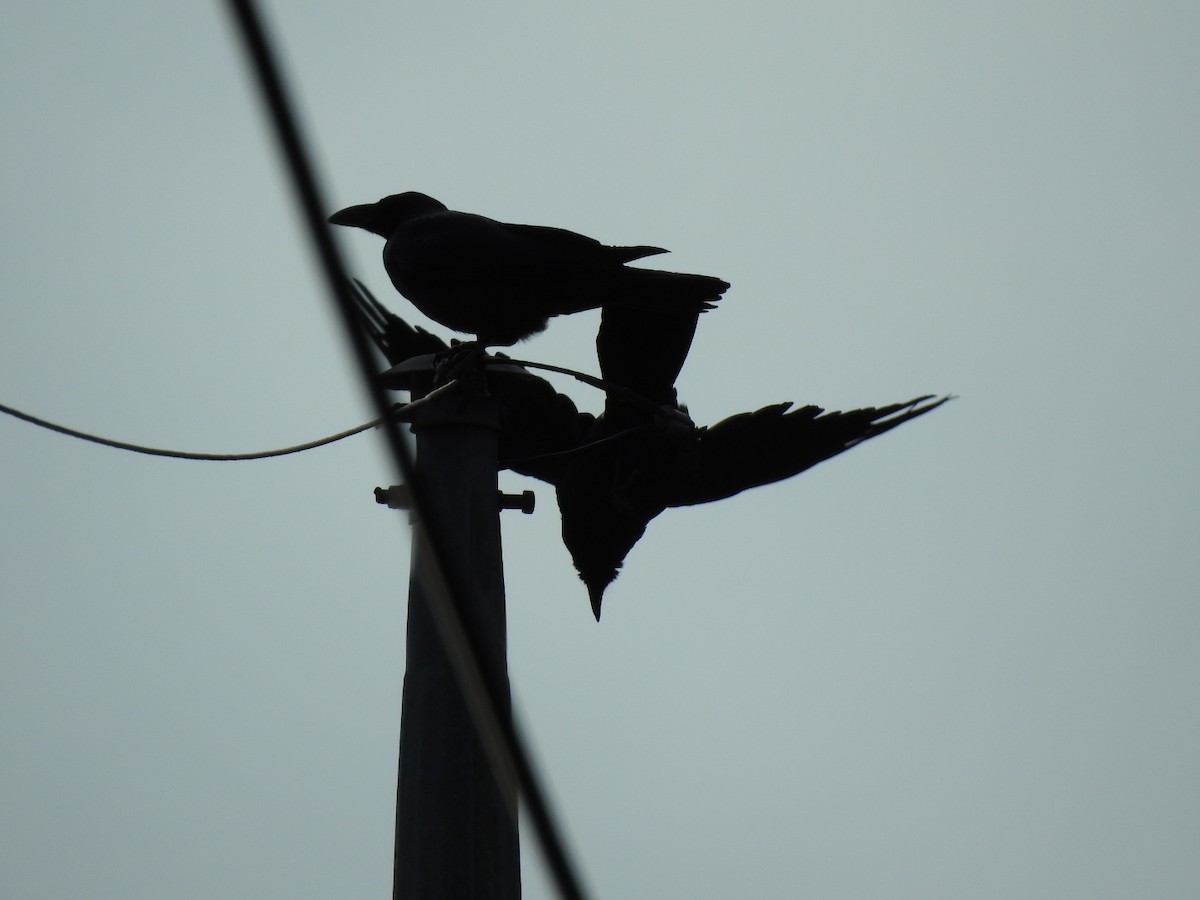 Large-billed Crow - ML620775566