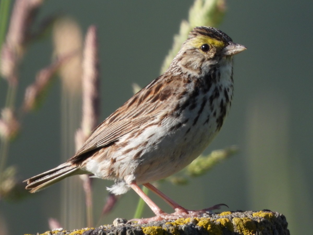 Savannah Sparrow - Tammy Bradford