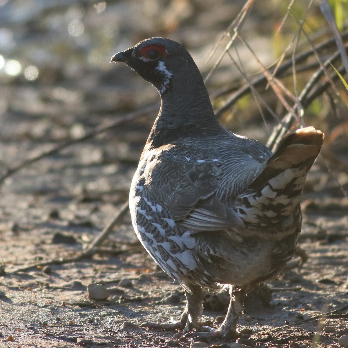 Tannenhuhn - ML620775575