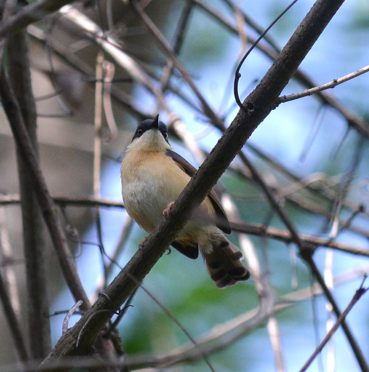 Prinia Cenicienta - ML620775578